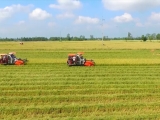 Điểm mới của Luật Đất đai 2024: Không cần xác nhận là "nông dân" vẫn được nhận chuyển nhượng đất lúa